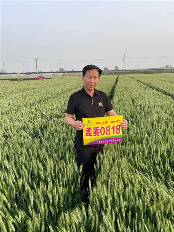 小麦种植病虫害防治措施