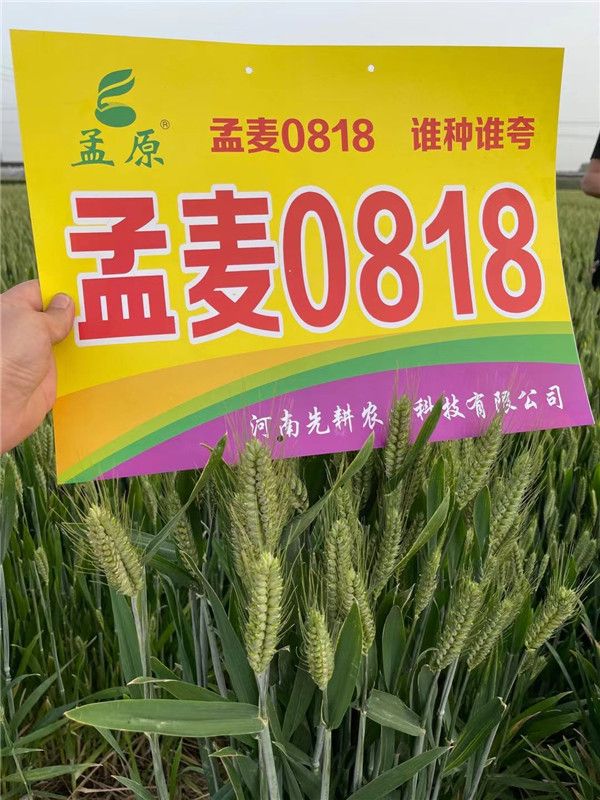 小麦栽培的水肥问题